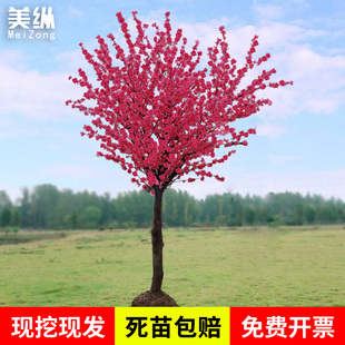 耐寒红梅花树苗地栽庭院浓香型四季花卉植物骨里红梅腊梅绿梅室外