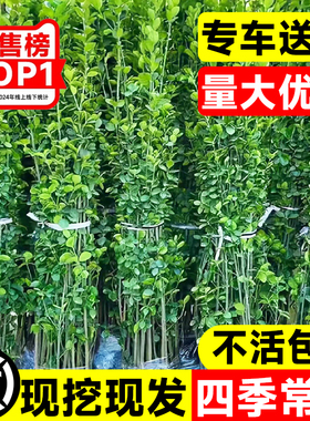 围墙篱笆植物直立大叶北海道黄杨苗冬青树苗四季常青耐寒庭院绿篱