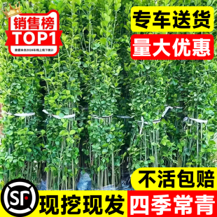 围墙篱笆植物直立大叶北海道黄杨苗冬青树苗四季常青耐寒庭院绿篱