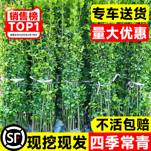 围墙篱笆植物直立大叶北海道黄杨苗冬青树苗四季常青耐寒庭院绿篱