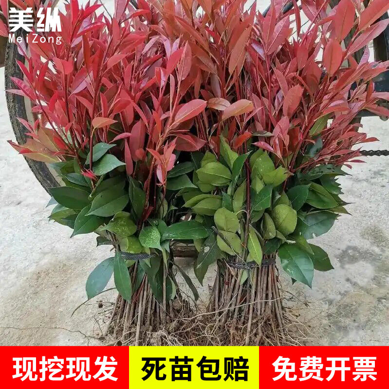 红叶石楠庭院绿化红叶石楠苗红叶石楠球红叶石楠树火焰红不落叶