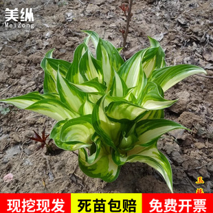 玉簪花苗耐寒耐旱花卉植物 室外室内盆栽花坛多年生宿根绿植观叶