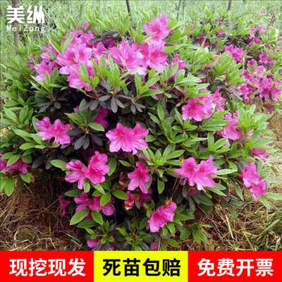 毛杜鹃夏娟毛鹃花苗茶梅苗毛娟映山红小苗花庭院花坛开花植物树苗
