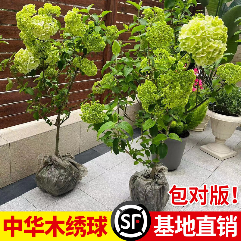 中华木绣球树苗大花斗球小苗庭院耐寒盆栽风景树大型丛生木本绣球