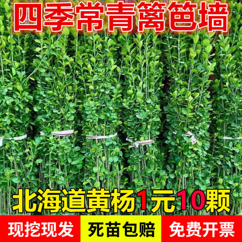 冬青树苗法国直立绿篱笆庭院围墙植物四季常青耐寒丛生北海道黄杨