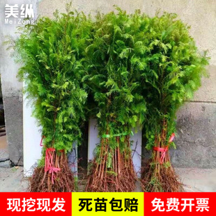 水杉树苗落羽杉池杉南北方庭院护坡风景大树四季常青速生绿化乔木