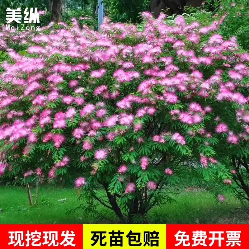 合欢树苗合欢苗绒花树苗芙蓉花树苗庭院花卉盆栽当年开花合欢苗
