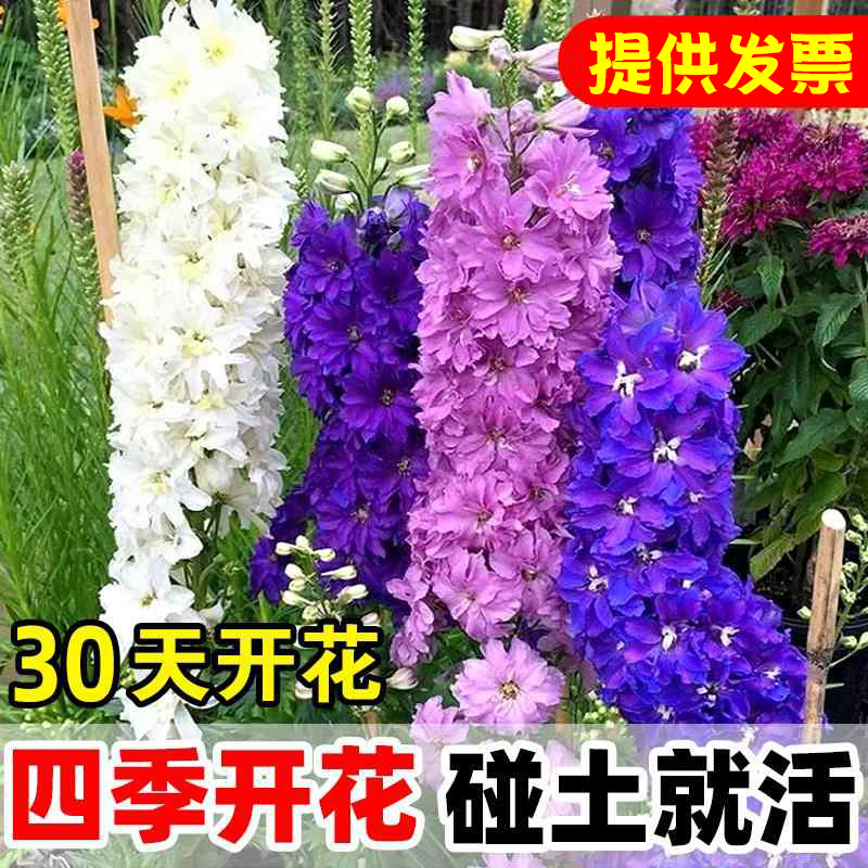 大花飞燕草种重瓣苗盆栽子