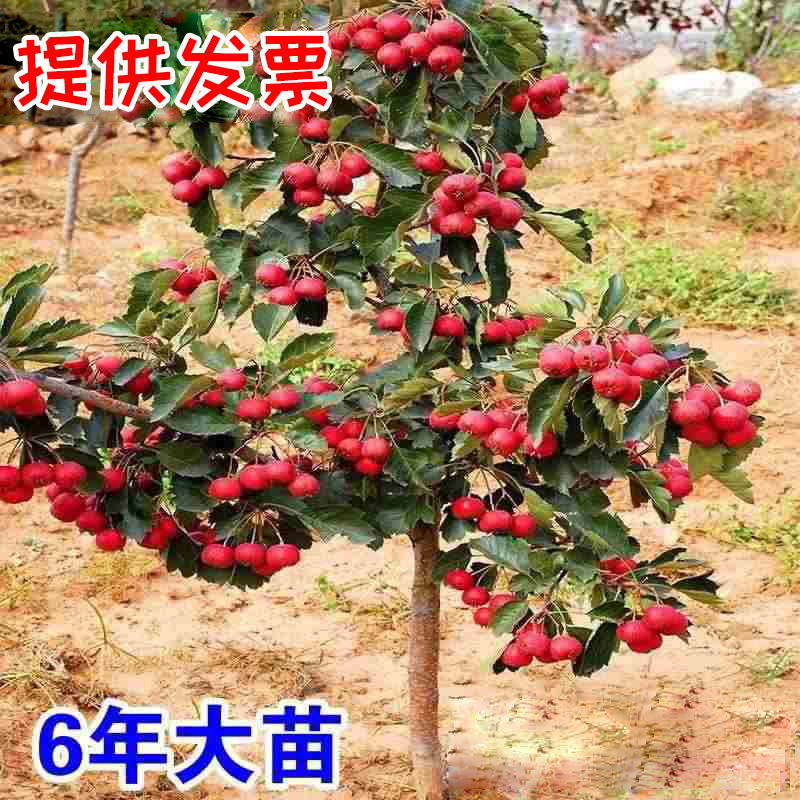 山楂树活苗大五棱甜红子南