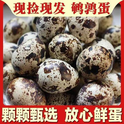 河南焦作直发鹌鹑蛋新鲜现捡农家杂粮养生的鸟蛋孕妇辅食50枚整箱