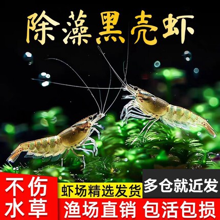 黑壳虾除藻虾观赏虾淡水冷水好养耐活清洁工具虾小河虾饲料虾鲜活