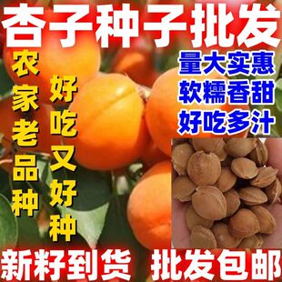 杏籽种子山杏核新产杏树种子荒山修复植树造林砧木香甜可口