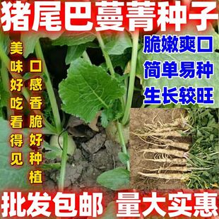 猪尾巴蔓菁种子甜面蔓菁种子天然绿色根茎蔬菜籽四季播蔬菜种子