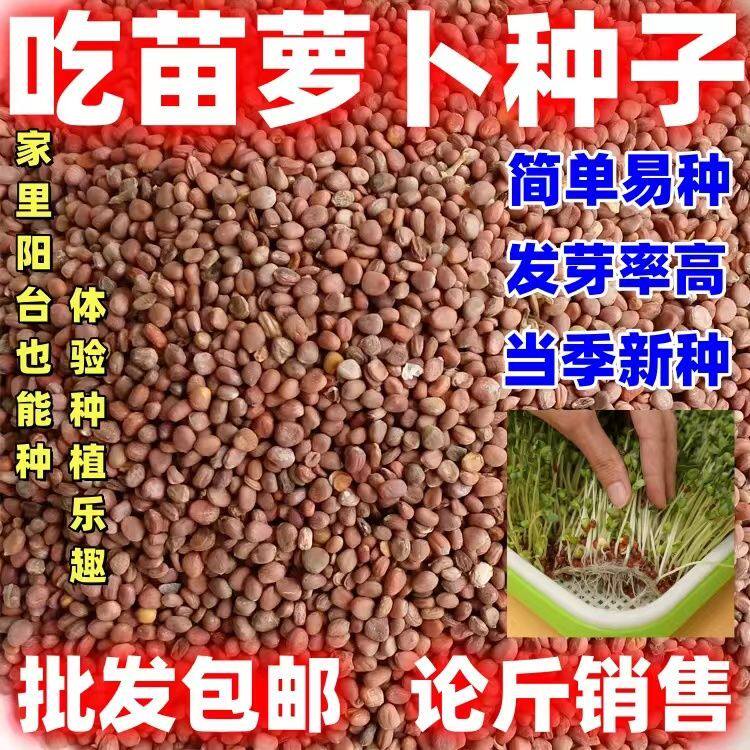 白根吃苗萝卜种子芽苗菜