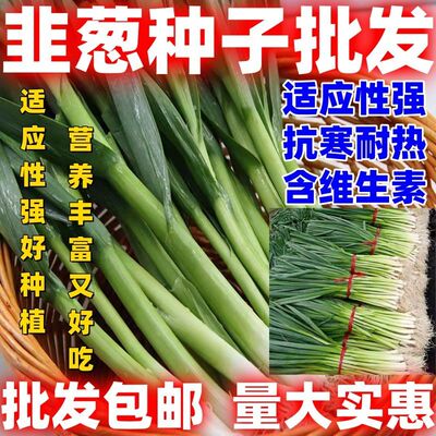 韭葱种籽洋蒜苗扁叶葱西