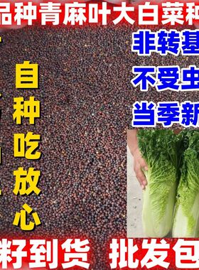 老品种青麻叶直筒形白菜种子秋季绿播蔬菜种可留籽大青麻叶大白菜