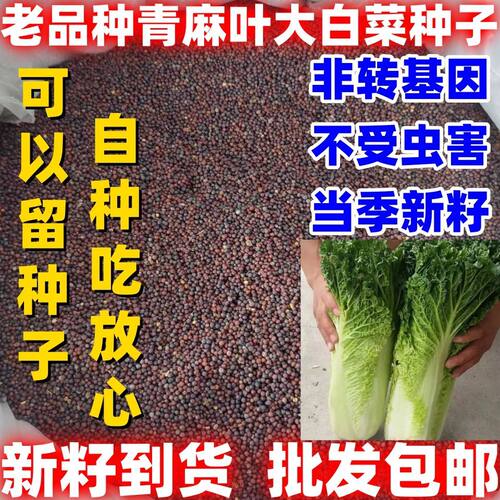 老品种青麻叶直筒形白菜种子秋季绿播蔬菜种可留籽大青麻叶大白菜