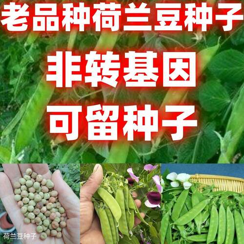 老品种大荚甜脆荷兰豆子籽