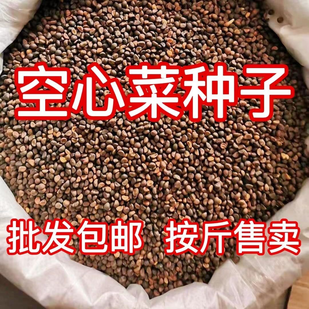 四季空心菜种子柳叶的阳