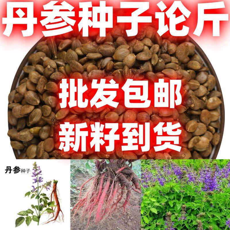 丹参种籽中药材丹参种子丹参子当季新子包邮论斤卖丹参种子