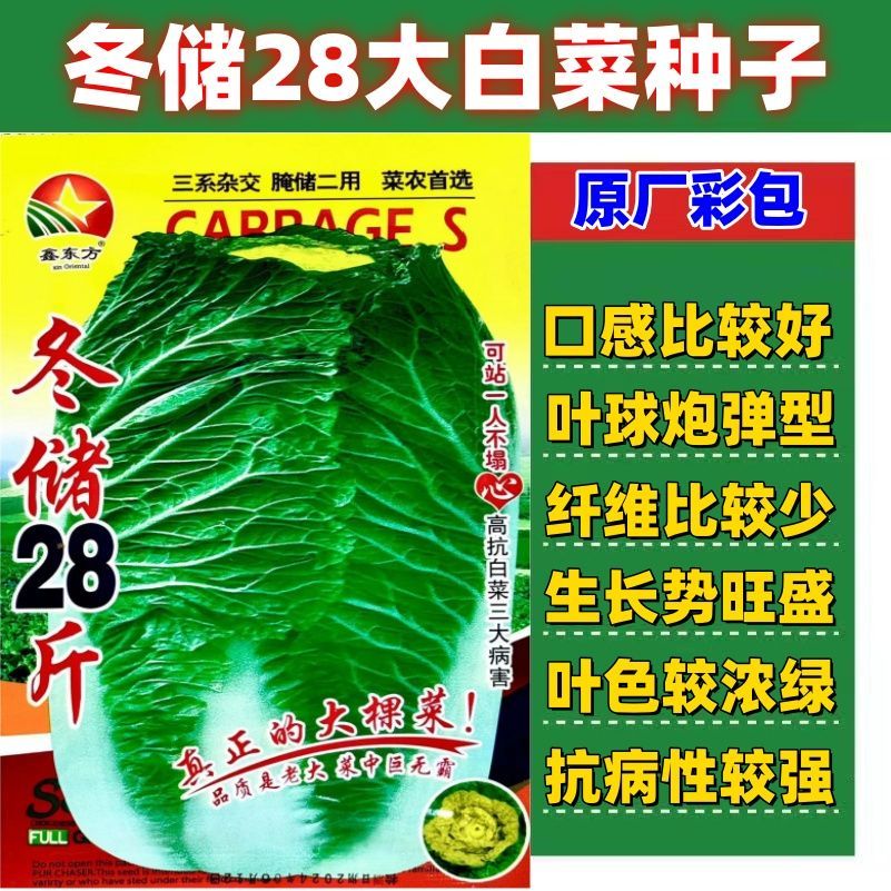 冬储28斤大白菜种子东北