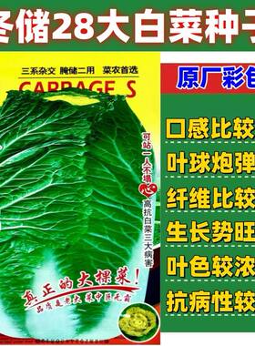 冬储28斤大白菜种子东北