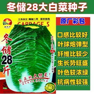 冬储28斤大白菜种子东北冬储大白菜腌菜白菜种子黄白心四季半包心
