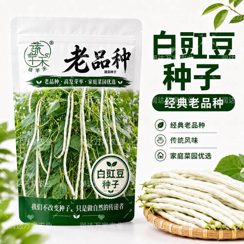 老品种白豇豆种子可留非