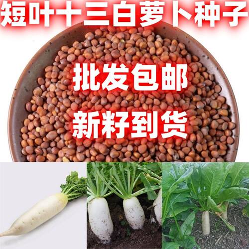 萝卜种子短叶十三白籽清