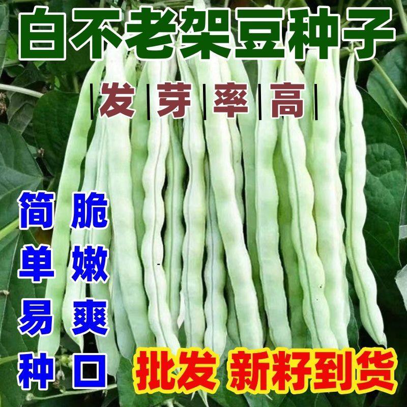 白不老架豆种子老来少九粒白架豆四季豆种籽早熟芸豆无筋菜豆种子,鲜花速递/花卉仿真/绿植园艺,家庭园艺种子,淘宝优惠券,粉丝福利购,淘宝优惠卷