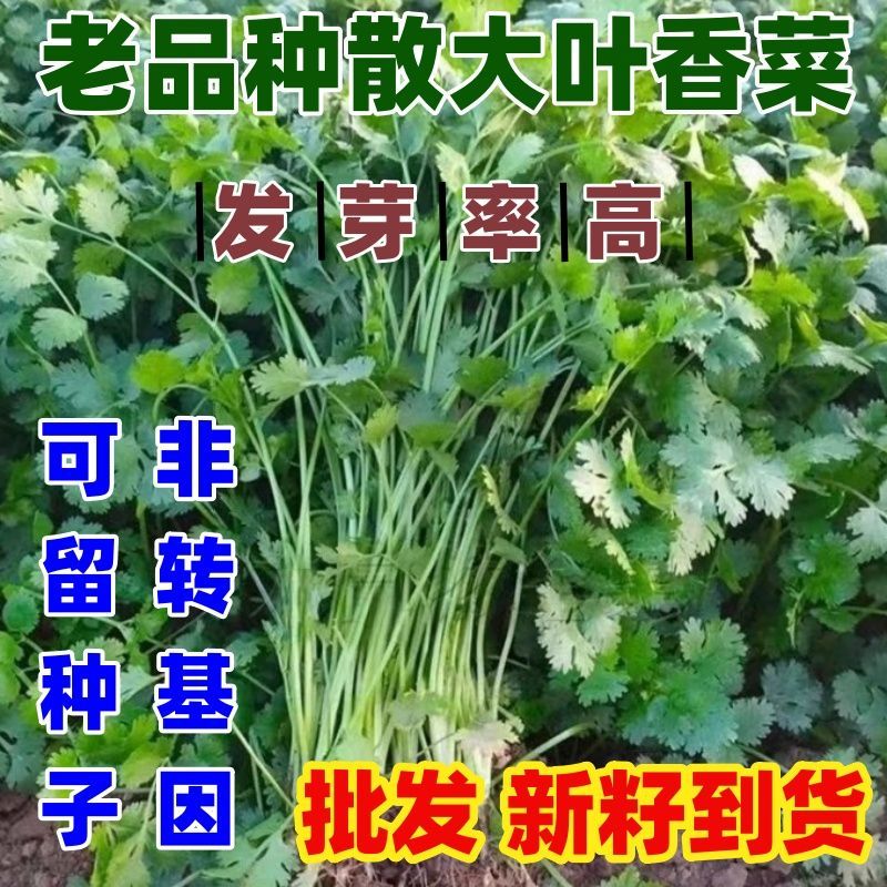 老品种大叶香菜种子新鲜蔬菜香菜香味浓烈香菜农家种子大叶香菜