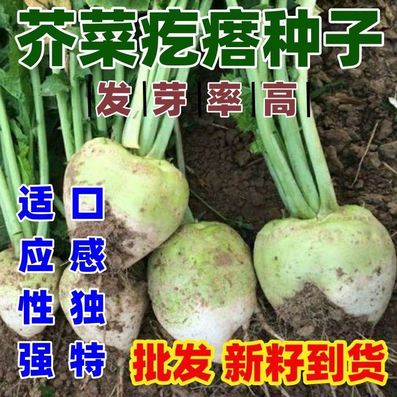 光头芥菜种子疙瘩种籽论