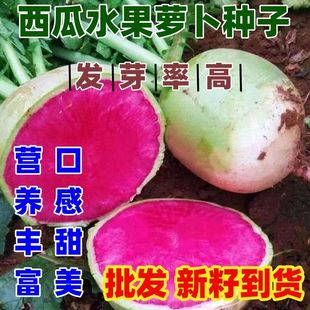 西瓜萝卜种子西瓜萝卜种籽甜脆青皮红瓤红心水果萝卜四季包邮
