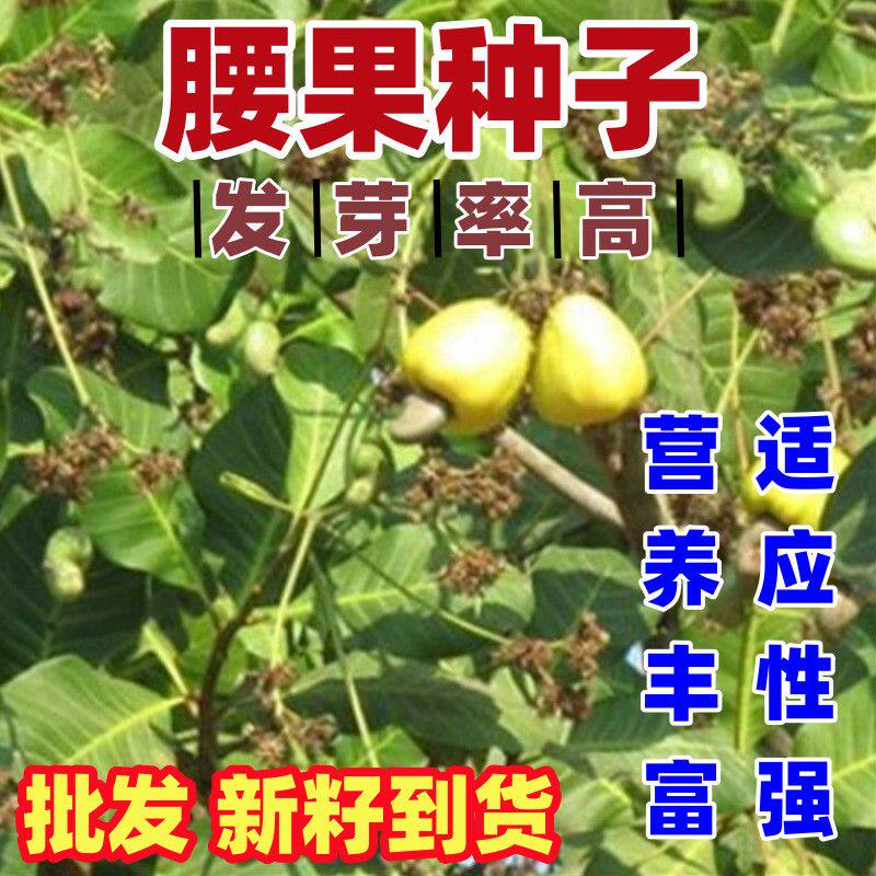 高产腰果种子 鸡腰果种子 介寿果槚如树 营养价值高四大干果种籽