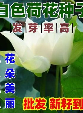 白色荷花种子水培植物四季种易活室内盆栽绿植花卉荷花种洁白无暇