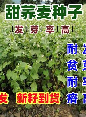 荞麦种子甜苦籽食用黑五