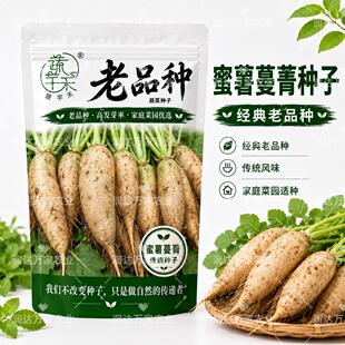 蜜薯蔓菁种子老品种可留种子非转基因蔓菁种子绵软细腻白蔓菁种子