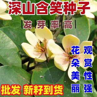 深山含笑种子含笑花种子乐昌含笑种子红花含笑树种籽按斤卖