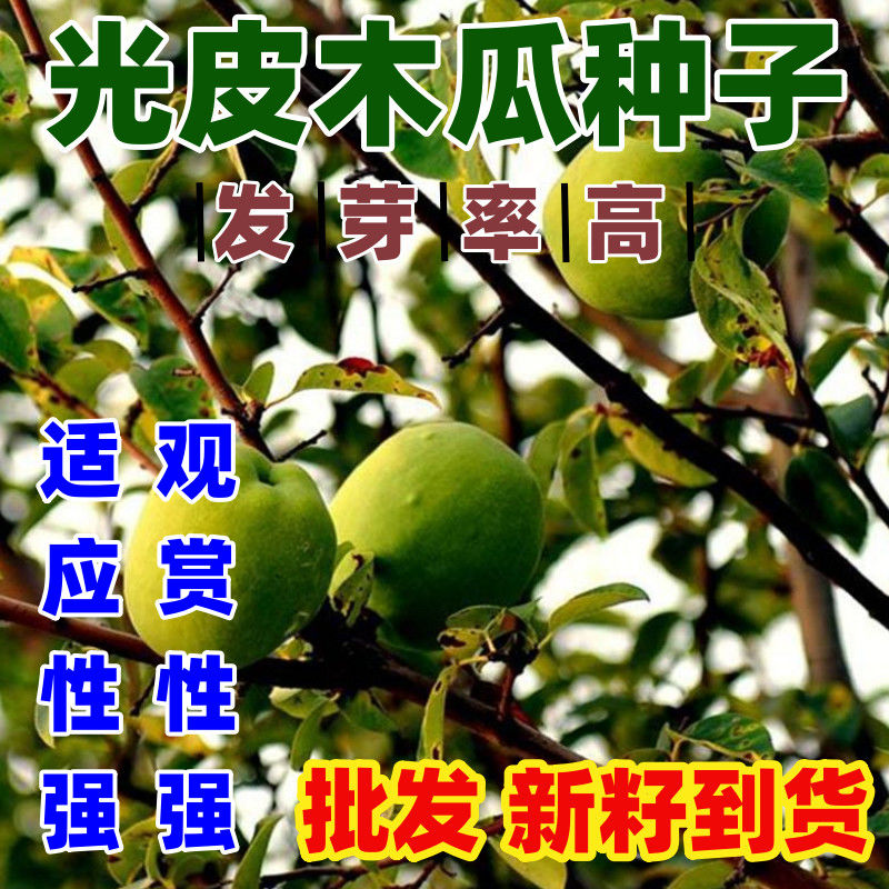 光皮木瓜种子树林好吃