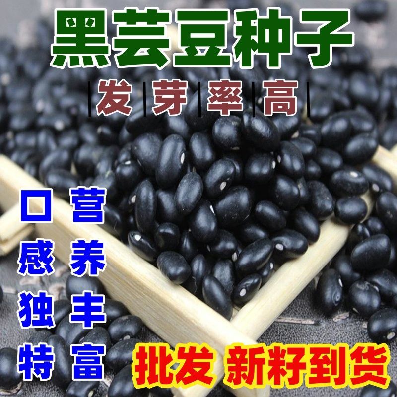黑芸豆装包邮饭豆自产小