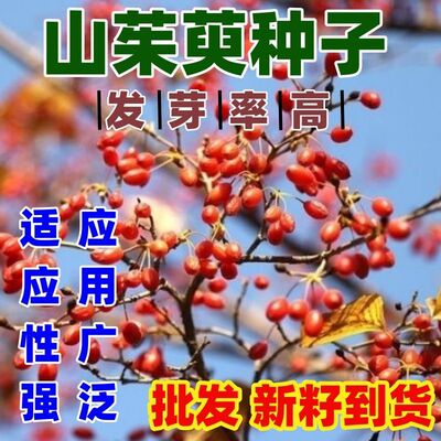 中药材种子山茱萸肉芋于