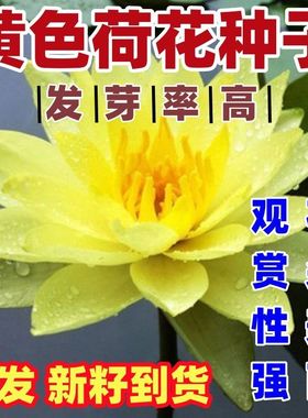 黄色荷花种子水培植物四季种易活室内盆栽绿植花简单易种包邮
