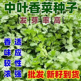 中叶香菜种子中叶香菜种籽庭院田园种植蔬菜种子香菜香菜种子