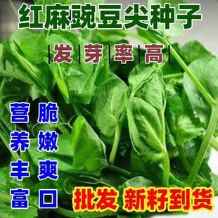 红麻无须豌豆苗种子豌豆尖种子四季易种阳台盆栽芽苗菜蔬菜种子