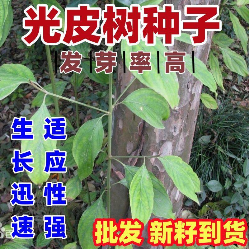 光皮树种子林木种籽散装四季多年生景观绿化工程观叶种孑包邮
