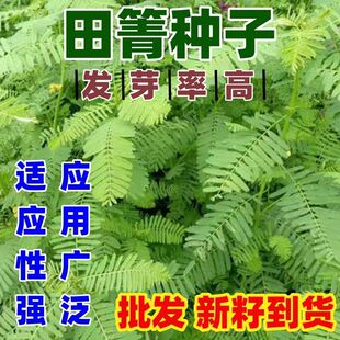 田菁种子碱蓬草种子种植盐碱地改善沙地黄须菜食用田菁绿包邮