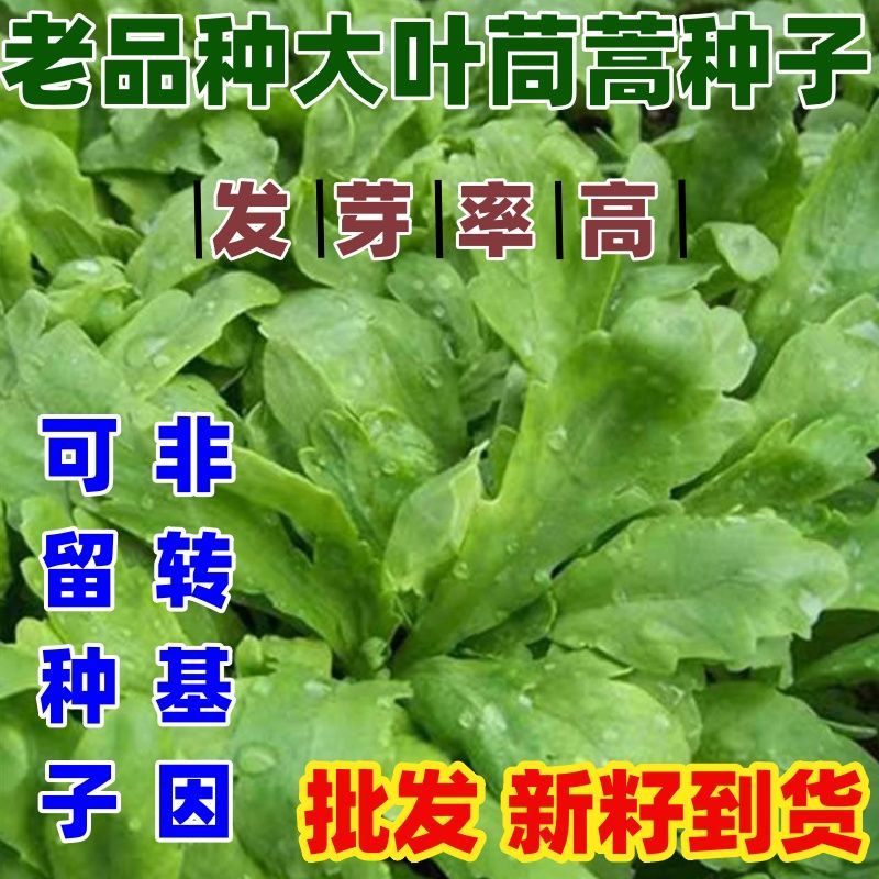 老品种大叶茼蒿种子耐寒