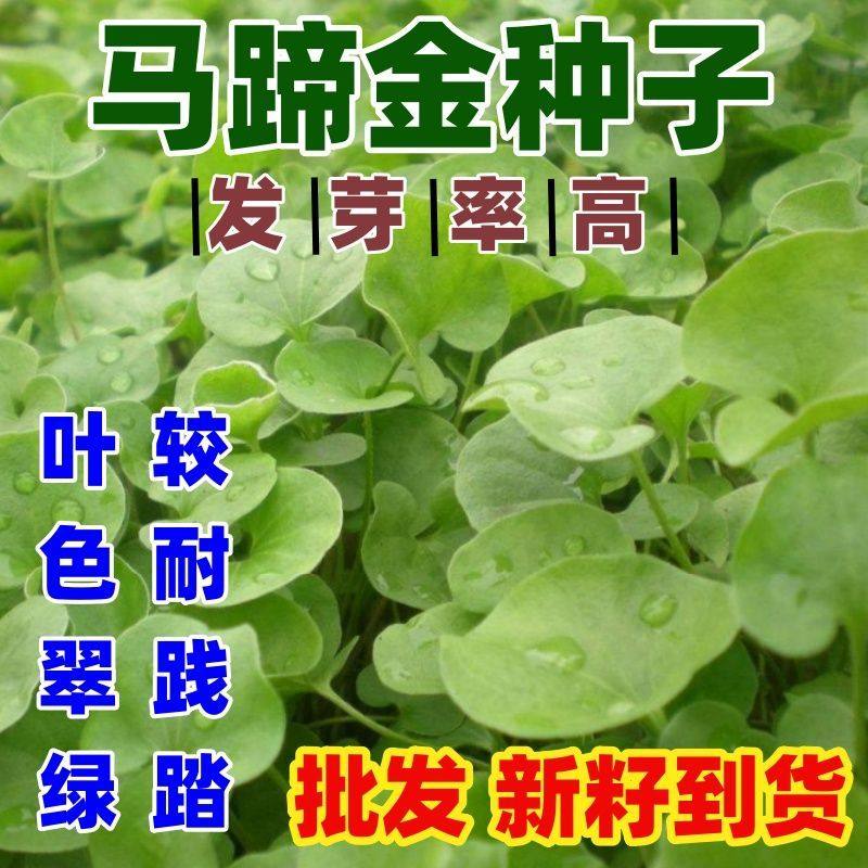 马蹄金种子盆栽花园小铜钱草种子草坪种子小金钱草籽易种家庭绿化