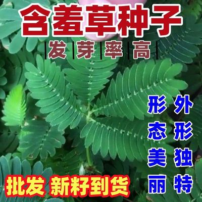 四季含羞草种子害跳舞草