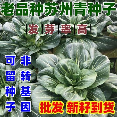 老品种苏州青种子黑大头